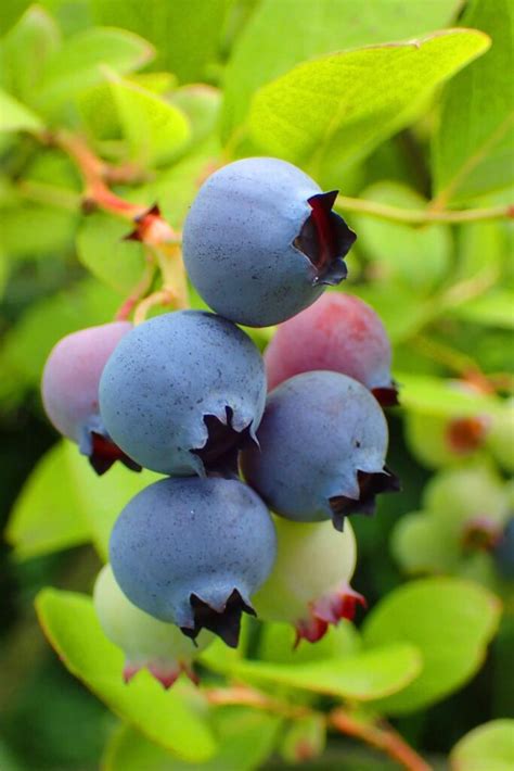 Best Blueberry Companion Plants To Avoid Boreal Bloom Homestead