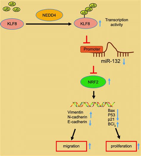 Molecular Mechanism Of NEDD4 And The KLF8 MiR 132 NRF2 Axis In The