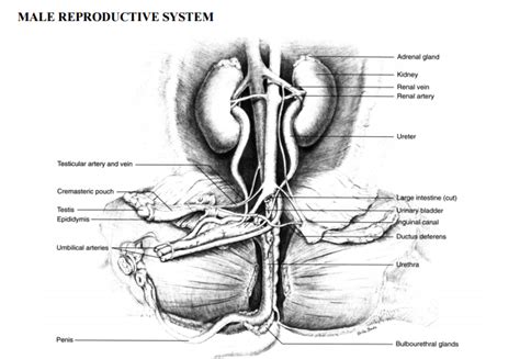 Female Pig Anatomy