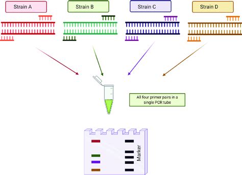 What Is Multiplex Real Time Pcr Design Talk