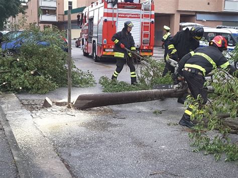 Jesi Maltempo Albero Si Abbatte Su Due Auto In Sosta Le Foto