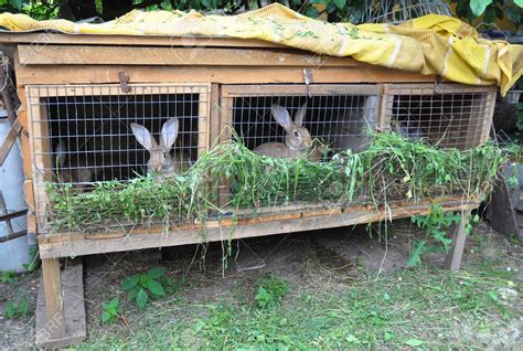 How To Start Rabbit Farming Philippines At Renate Abbott Blog