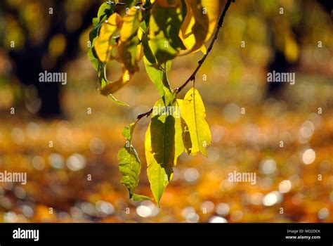 Fallen Autum Tree Leaves Hi Res Stock Photography And Images Alamy