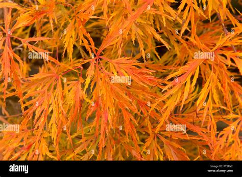 Close Up Of Leaves Acer Palmatum Var Dissectum Viridis In Pot Autumn Fall Uk October