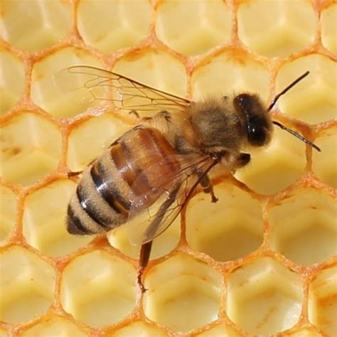 Beekeeping for Beginners - Tilth Alliance