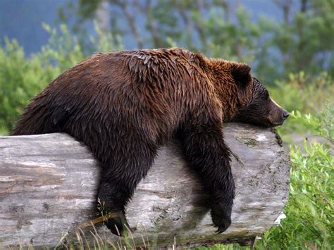 Sleeping Grizzly Bear Bear Photos Brown Bear Bear