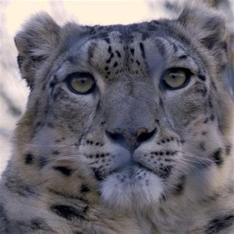 White Snow Leopard Face