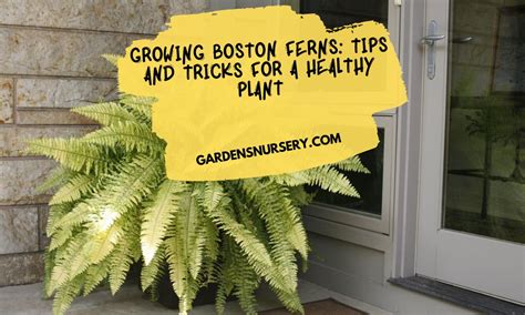 Growing Boston Ferns Tips And Tricks For A Healthy Plant Gardens Nursery