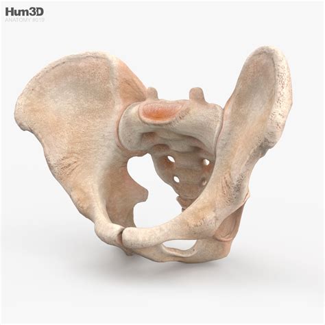 Pelvis 3d Model Anatomy On Hum3d