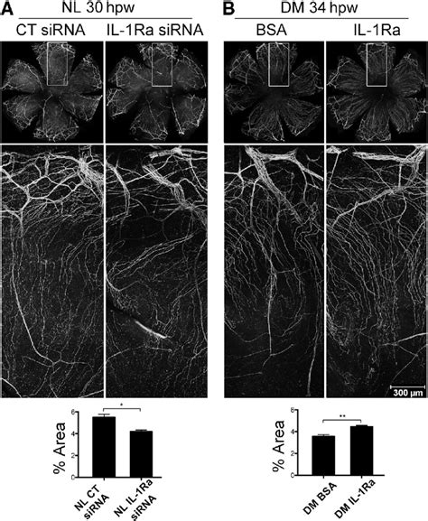 Effects Of Il Receptor Antagonist Il Ra On Corneal Nerve