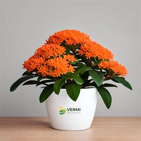 Buy Ixora Dwarf Orange Plant Online Vermi Organics