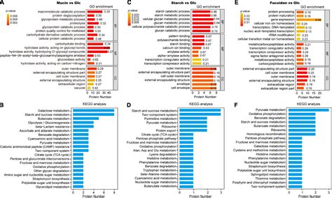 Frontiers Comparative Proteomic Analysis Of Fucosylated Glycoproteins