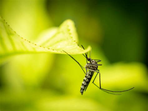 2.800+ Imagens De Mosquito Da Dengue fotos de stock, imagens e fotos ...