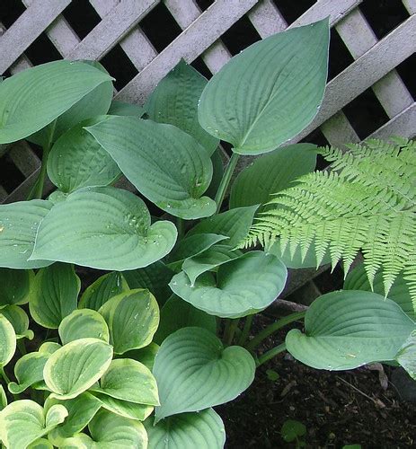 Hosta Hyacinthia Liza Bennett Flickr