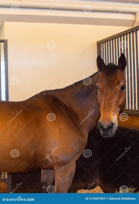 Arabian Horse Turning Head And Looking Back Stock Image Image Of