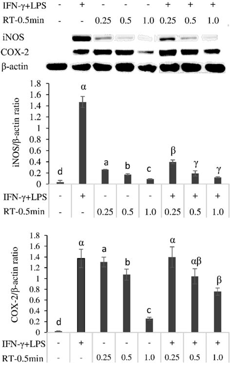 Effects Of Rooibos Tea Min Extract On Inos And Cox Expression