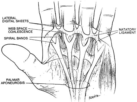 Normal And Pathologic Anatomy Of Dupuytren Disease Hand Clinics