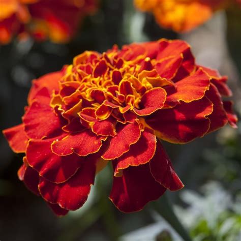 Marigold Seeds 13 African And French Marigolds Annual Flower Seeds