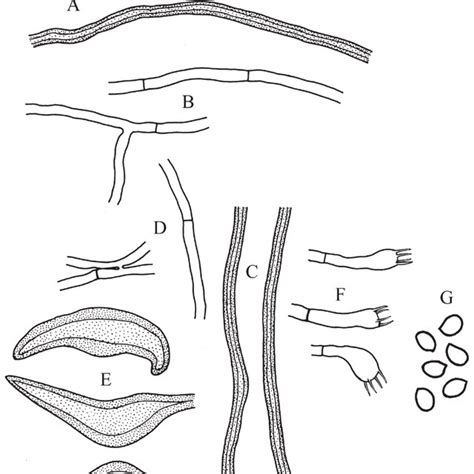 inonotus sanghuang holotype  contextual skeletal hyphae