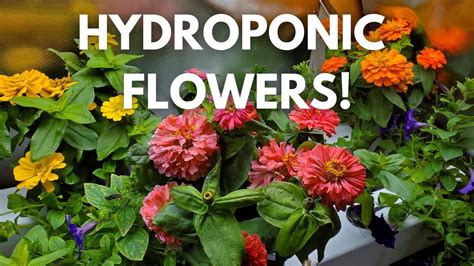 Indoor Hydroponic Flowers Youtube