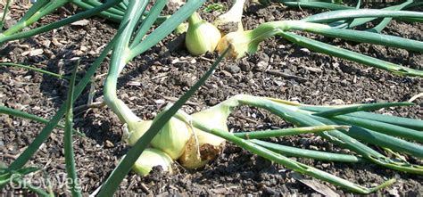 Types Of Onion Plants