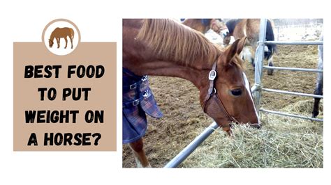 Best Food To Put Weight On A Horse The Livestock Expert