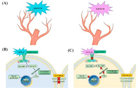 Schematic Diagram Illustrating The Underlying Mechanisms By Which