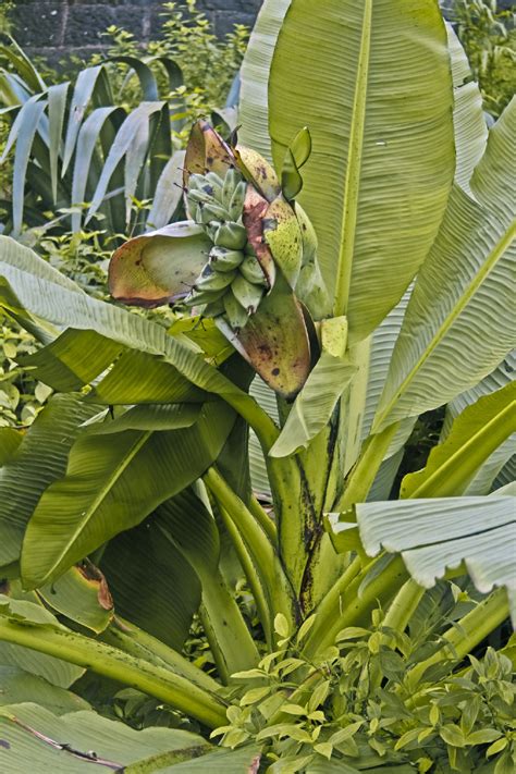 Ensete superbum - PictureThis