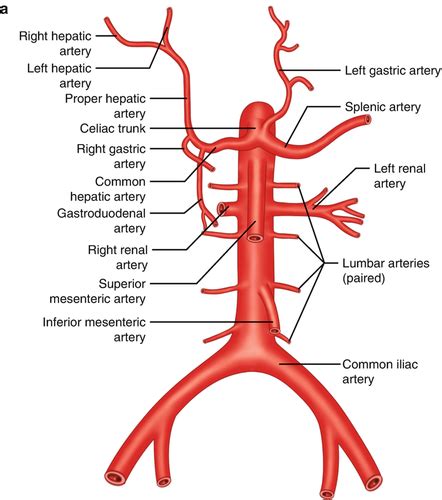 Lumbar Arteries