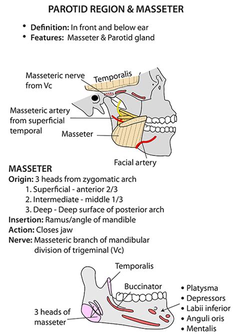 Mandible Muscle Attachments