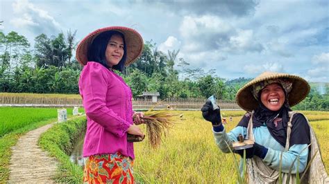 Janda Desa Yang Cantik Dan Rajin Di Kampung Ujung Desa Aktivitas Pagi