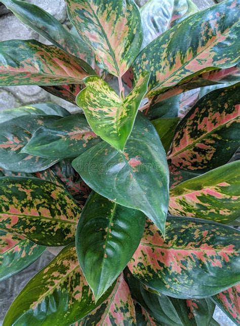 Chinese Evergreens Flower Or Aglaonema Beautiful Tropical Plant Stock