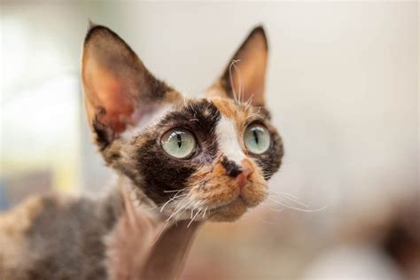 Devon Rex Breed Profile Cat World
