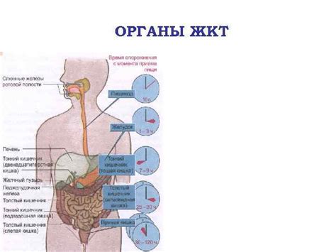 Физиология пищеварения с основами анатомии ОРГАНЫ ЖКТ