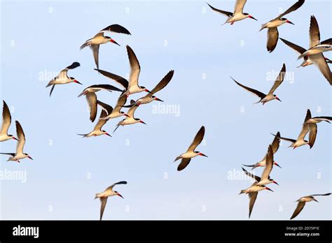 Black Skimmers Rynchops Niger In Flight A Flock Of Black Skimmers