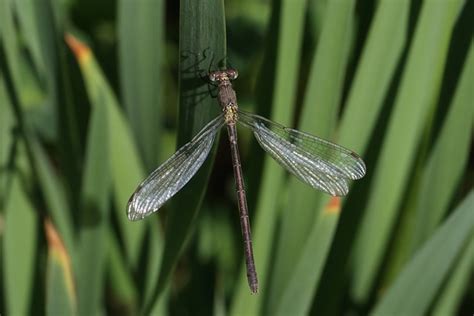 Libélula Hierba Insecto Foto gratis en Pixabay Pixabay