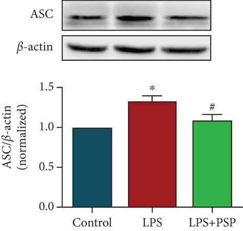 PSP Inhibited LPS Induced NLRP3 Pathway Activation And Glial Cell