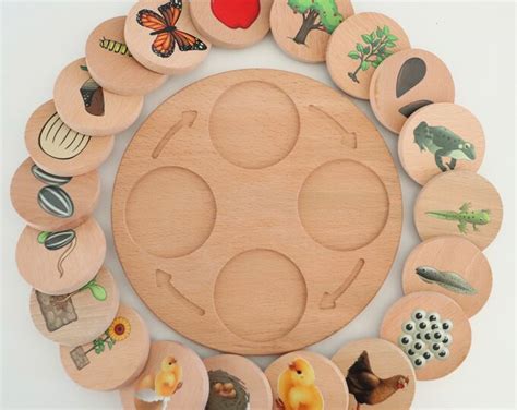 Wooden Life Cycle Board And Set Of 5 Life Cycles 21 Pcs Etsy