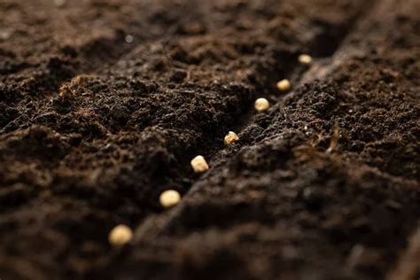 Seed In Soil Stock Photos Royalty Free Seed In Soil Images Depositphotos