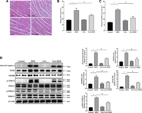 Frontiers Inhibition Of TLR4 MAPKs Pathway Contributes To The