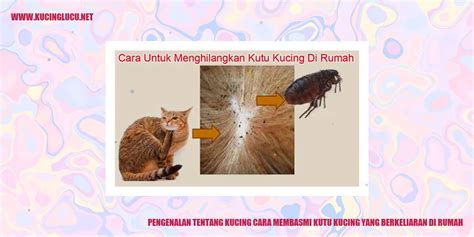 Cara Ampuh Menghilangkan Kutu Kucing Yang Meresahkan Di Rumah Kucing