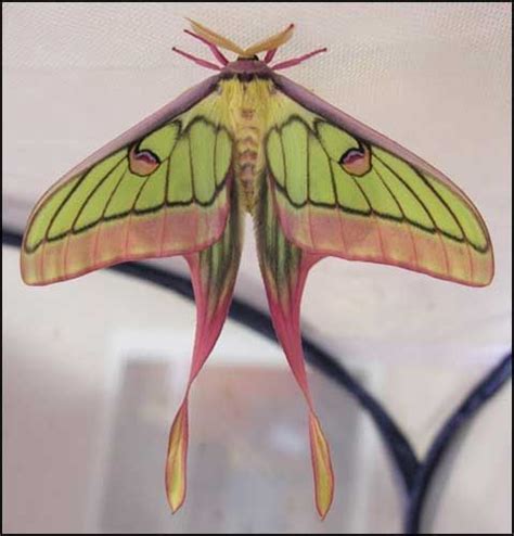 Moon moth hybrid - Lepidoptera