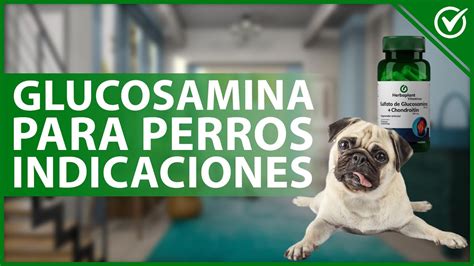 Glucosamina Para Perros Para Qu Sirve Beneficios Riesgos Y