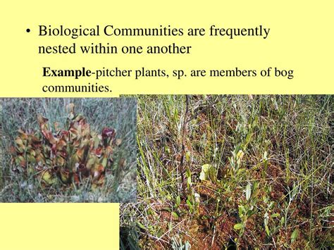 Ppt Biological Communities Powerpoint Presentation Free Download