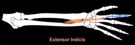 Extensor Indicis Proprius