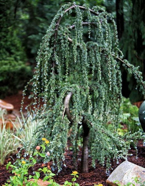 Best 25+ Dwarf Evergreen Trees images on Pinterest | Landscaping ideas ...