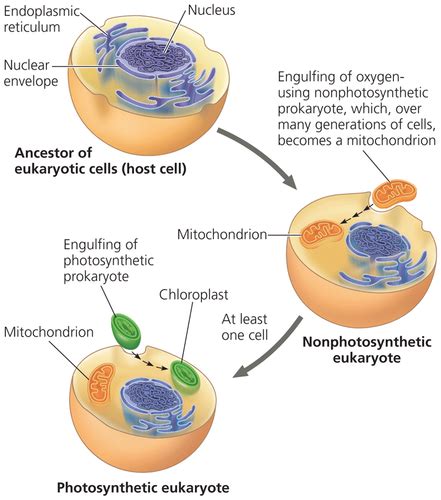 Concept 65 Mitochondria And Chloroplasts Flashcards Quizlet