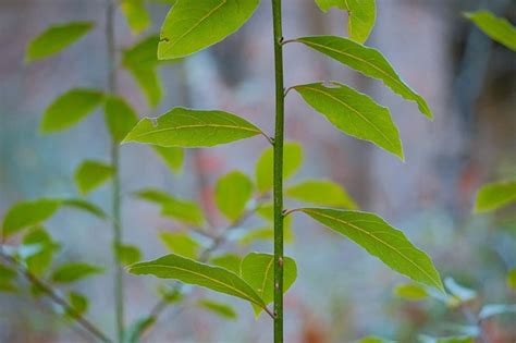 Premium Photo | Green plant leaves texture