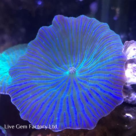 Teal Mushroom Live Gem Factory Ltd