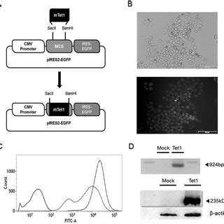 Establishment Of The Tet1 Overexpressing Cell Line MTet1 MRNA